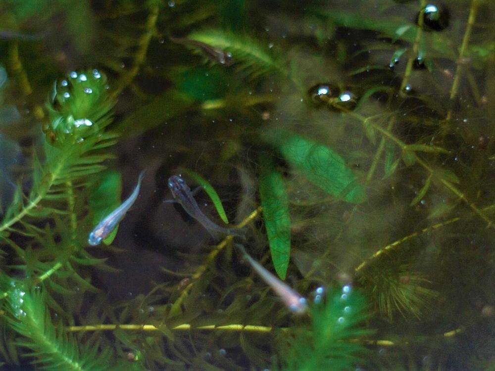 Ryokan Hikarinoie Yufu Esterno foto